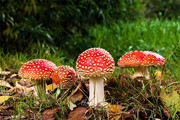 红色毒蝇伞毒蘑菇高清图片素材
