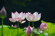 荷花摄影高清图片