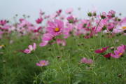 格桑花图片