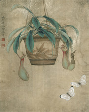 工笔花卉猪笼草国画图片素材