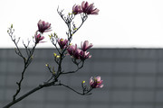 玉兰花图片