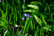 蓝星花紫色花朵图片素材