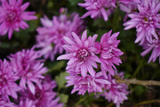 粉紫色菊花图片
