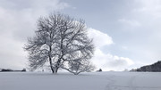 冬日里的雪树特写图片