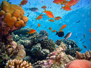 海底世界海洋生物图片下载