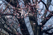 一树杏花摄影图