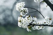 樱桃花图片