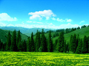 油菜花田高山风景图片