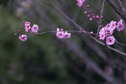 粉红梅花图片