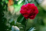 红山茶花图片