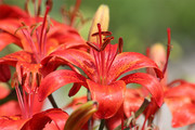 红色百合花图片