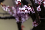 李花图片