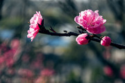 粉红桃花摄影图