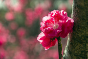 粉红桃花图片