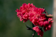 绛桃花儿开摄影