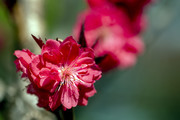 桃花特写图片