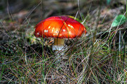 野生毒蘑菇图片