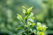 春茶嫩芽图片