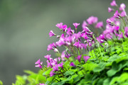 红花酢浆草图片