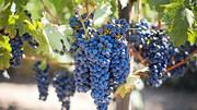 ��ɫ����ͼƬ