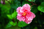 芙蓉花图片