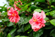 红芙蓉花图片
