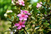 山菍花图片
