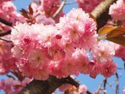 粉红樱花图片