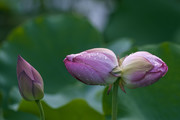 并蒂莲图片