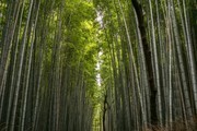 茂密的竹林图片