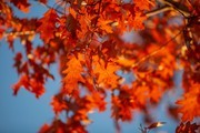 秋天枫叶高清图
