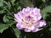 大丽花花卉图片素材