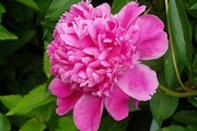 粉色牡丹花图片