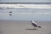 海鸥高清图