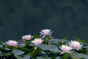 睡莲花图片