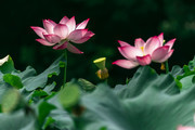 红色莲花图片