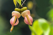 红雀儿花特写图片