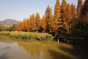 秋季树林风景图片素材