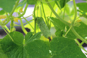 ���ʻƹϸ���ͼ