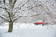 大树雪景高清图