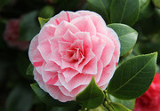 山茶花图片