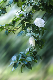 白茶花图片
