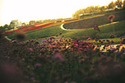 阳光下花园风景图片素材
