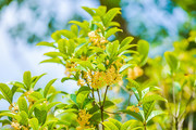 香气四溢的桂花摄影图片