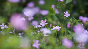 花丛中的粉色小花特写图片