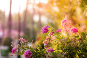 唯美花园花卉图片高清