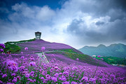 唯美贵州薰衣草场风景图片