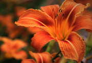 百合花特写高清图