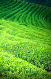 茶园广告背景