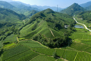 乡村茶园图片